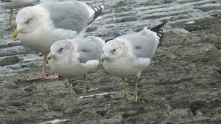 Common Gull Larus canus Stormmeeuw Maasvlakte ZH the Netherlands 22 Nov 2024 16 [upl. by Yemrots]