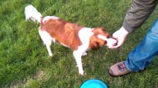 Kooikerhondje Kooiker Dog Catching Frisbee Fetching and Swimming [upl. by Deborah]