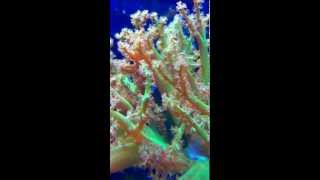 Coral Time Lapse Green Kenya Tree wClown Goby [upl. by Rask477]