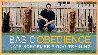 Basic Obedience Dog Training Course  FULL COURSE FREE on YouTube [upl. by Renate]