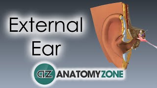 External Ear  Anatomy Tutorial [upl. by Enilesor714]