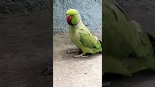 Ammi gilas Pani de do shortvideo birdscomedy parrot funny babyparrotកូនសេក [upl. by Teak]