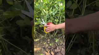 RT 89911168915115444599 mini rotary tillage and ridging allin one tree 🌲 short view rogatorshort [upl. by Ahsenac]