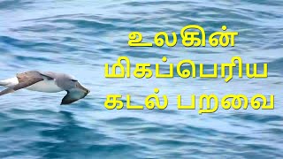 Albatross  Biggest Sea Bird  nadodikathaigal  Tamil  Travel  New Zealand [upl. by Aramit]