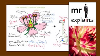 mr i explains The Parts of a Flower and Pollination for KS3 [upl. by Jacenta]