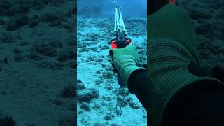 বিনামূল্যে বর্শা মাছ ধরা💚👍 shorts spearfishing fish giant hunting fishing youtubeshorts [upl. by Reamonn]