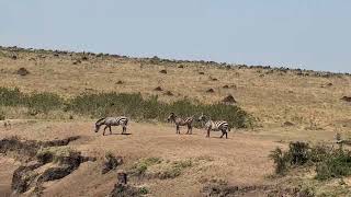 Abercrombie and Kent safari in Kenya amp Tanzania September 15 2024 [upl. by Yeldoow]