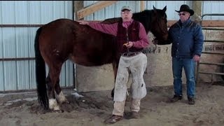 Horseshoeing School  ShoeTrus Fred Zweifel Talks about Horseshoeing Safety Tips [upl. by Drannek468]