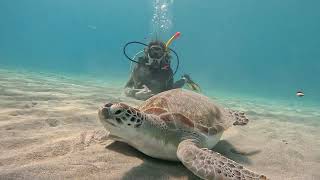 Curacao  Tauchen mit den Meeresschildkröten  Playa Piskado [upl. by Latnahc]