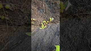 Orchid on Granite Rock outcrop [upl. by Olimpia549]