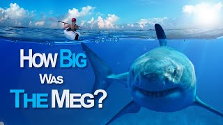 Just How Big Was Megalodon [upl. by Huebner]