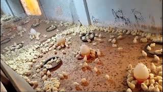 poultry farm chicks arrival in my friends farm  please comment kar k bataen ye management kesi h [upl. by Elockcin]