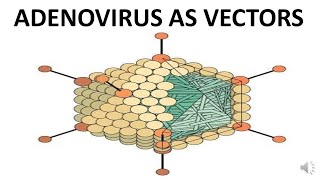 ADENOVIRUS AS A VECTOR [upl. by Zusman]