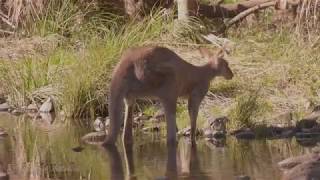 Eastern Grey Kangaroo Macropus giganteus ♂ [upl. by Anoirtac]