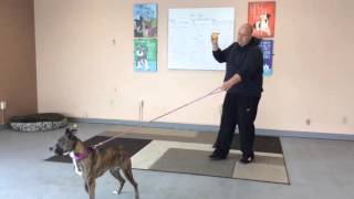 How to Use an Ecollar to Teach Focus With an Anxious or Hyper Dog [upl. by Ericka833]