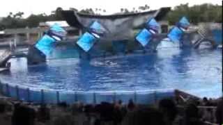 Tilikum  Sea World Orlando Shamu Believe Show [upl. by Mclyman]