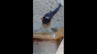 Red billed blue magpie handfeedingUrocissa erythrorhyncha [upl. by Warthman]