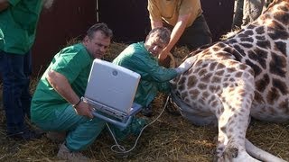 Poznáváme Zoo Ostrava  speciální veterinární vyšetření [upl. by Bernete]