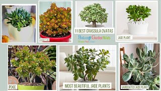 11 Best Crassula Ovatas  Most Beautiful Jade Plants [upl. by Annaet]