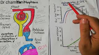 Importance of GFR and renal blood flow Autoregulation  Renal system lecture 74 [upl. by Ymereg]