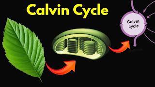 Calvin Cycle  Explained Step by Step [upl. by Anij]