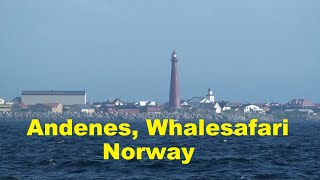 Andenes Walvis Excursie Whalesafari  Noorwegen Norway [upl. by Leelah]