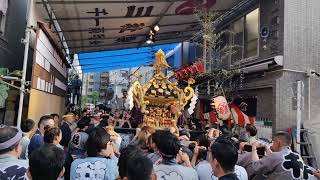 【HD高画質】三社祭 喧嘩 乱闘 千一南 神輿 1 浅草神社 令和5年 2023年‎5月‎20日 [upl. by Mikeb]