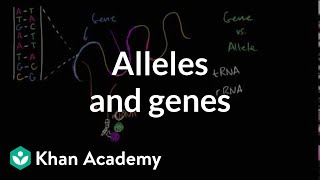 Alleles and genes [upl. by Aicrag]