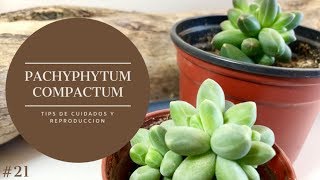 PACHYPHYTUM COMPACTUM 💚  Vamos a Reproducirla  Tips de Cuidados [upl. by Lenhart]