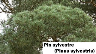 Le pin sylvestre Pinus sylvestris [upl. by Laamaj]