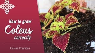 How to Grow Coleus Correctly  Start to Finish  Tips amp Hacks  Gardening in February [upl. by Murphy]