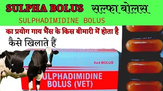 Sulpha bolus  Sulphadimidine bolus vet  Veterinary bolus गाय भैंस को कब देते हैं [upl. by Wallas89]