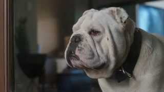 2015 Coldwell Banker TV Commercial Homes Best Friend [upl. by Nylirahs551]