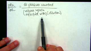 Phage titer calculation [upl. by Nwahsud77]