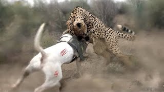 Dogo Argentino Vs Leopard Video  Leopard vs Dogo Argentino In a Real Fight  PITDOG [upl. by Aramois]