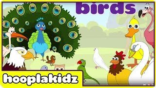 Preschool Activity  Learn About Birds  HooplaKidz [upl. by Eneluj74]