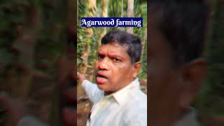 Agarwood farming अगरवुड की खेती agarwoodfarming agarwood Shorts [upl. by Klinges]