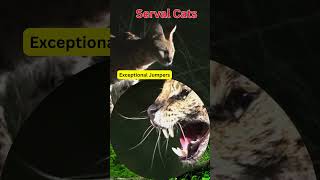 Incredible Leaping Legends  Serval Cats 🐾 ServalCat 🌟🐆 [upl. by Birdie152]