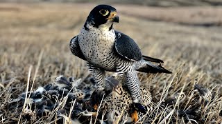 Tiercel Peales [upl. by Glanville78]