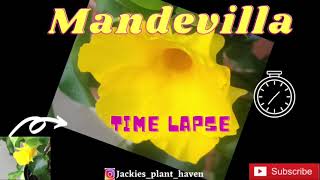 Mandevilla Flower Time Lapse [upl. by Haldan]