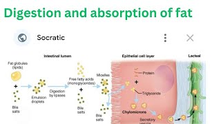 Digestion and Absorption of Fat [upl. by Epilef]