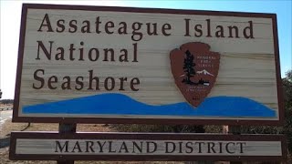 Unofficial Assateague Island National Seashore Visitors Guide  Maryland Side Of The Island [upl. by Velick]