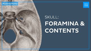 Skull foramina and contents  Quick Anatomy  Kenhub [upl. by Pelag]