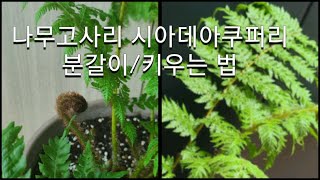 나무고사리시아데아쿠퍼리Cyathea cooperi 키우기 [upl. by Litman405]