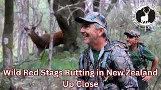 VLOG 01  Wild Red Stags Rutting in New Zealand Up Close 5 yards [upl. by Chadburn829]