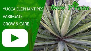 Yucca elephantipes variegate  grow amp care Stick Yucca [upl. by Miltie278]