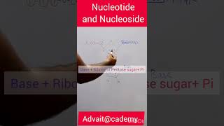 Nucleotide and Nucleoside [upl. by Shetrit]