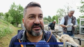 Reportage  Des colliers GPS pour les vaches [upl. by Konopka]