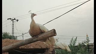 white peacock bird sound amazing peacock sweet sounds [upl. by Gruchot344]