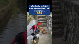 Tindakan Tak Terduga Anjing Setia [upl. by Yovonnda]